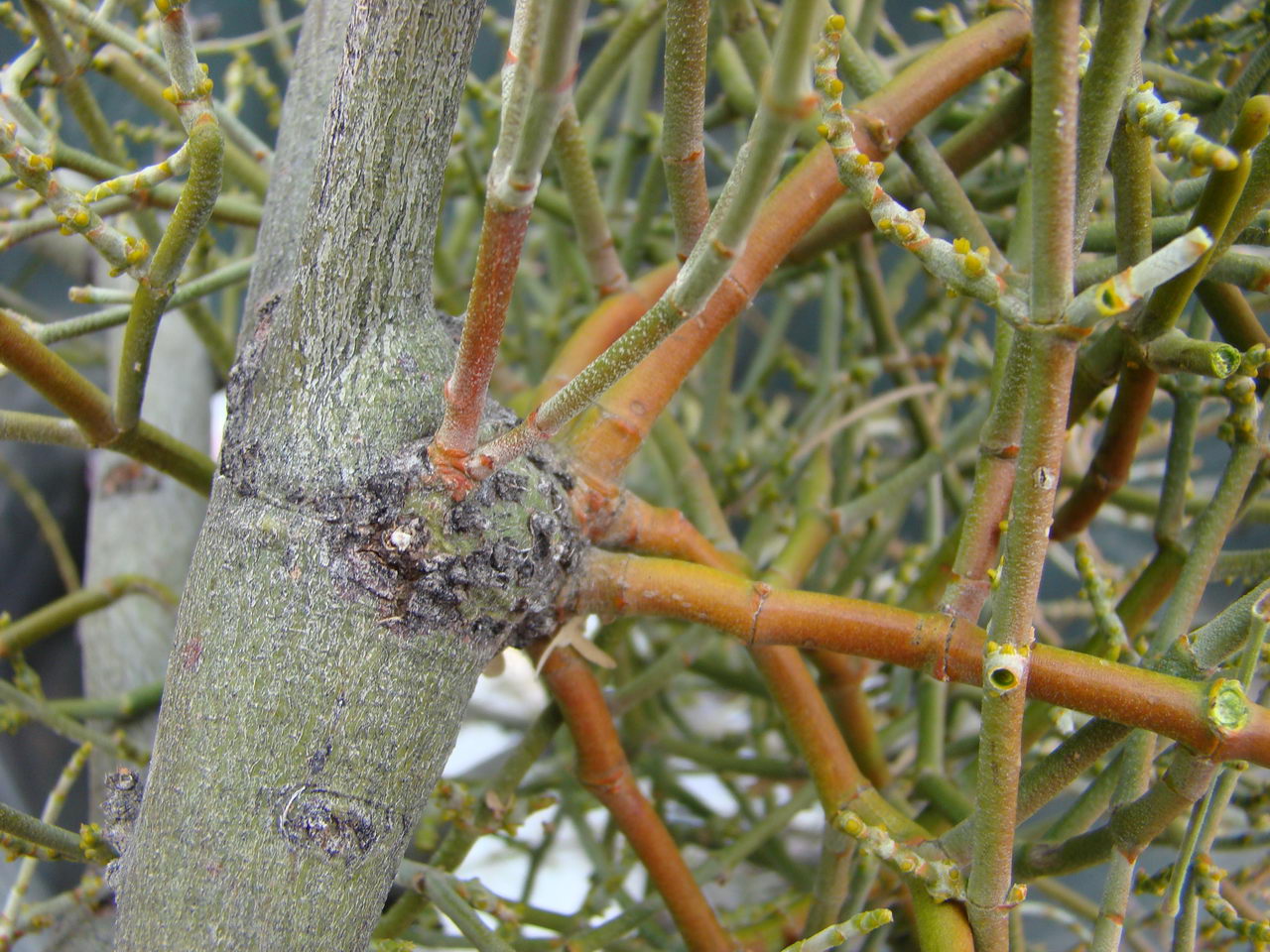 معرفی و راهنمای پرورش درختان زینتی - فورادندرون فلاوسنس-دارواش